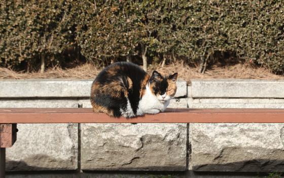 길고양이 구조 요청했는데 죽이다니…청소용역업체 직원 2명 송치