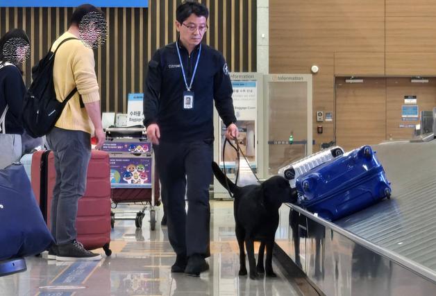 고개 치켜들고 꼬리 세운 인천공항 '카렌'…'3.8억원 마약' 잡아냈다