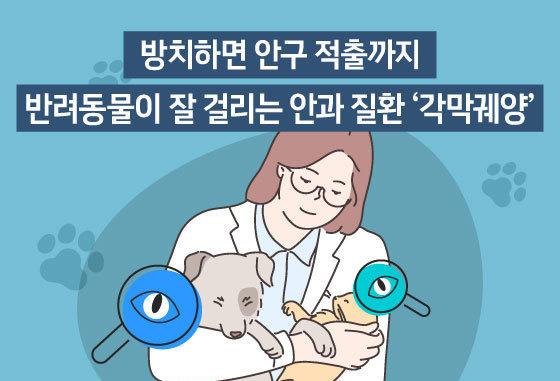 방치했다간 안구 적출도…반려동물이 잘 걸리는 '각막궤양'[펫카드]