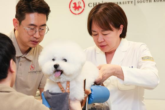 주저앉던 반려견이 뛰어올랐다…재활 치료가 가져온 기적[펫피플]